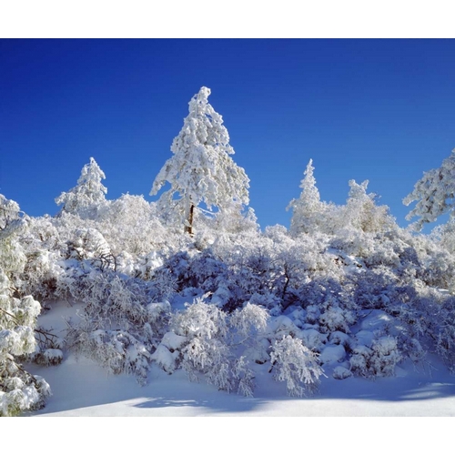 California, Cleveland NF, Laguna Mts Snowy trees